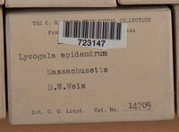 Lycogala epidendrum image